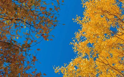 秘秋季最佳观赏时间与额济纳旅行社新葡京额