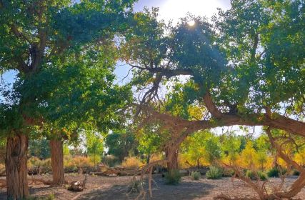秘秋季最佳观赏时间与额济纳旅行社新葡京额济纳旗胡杨林旅游攻略:揭(图2) 秘秋季最佳观赏时间与额济纳旅行社新葡京额济纳旗胡杨林旅游攻略:揭(图2)