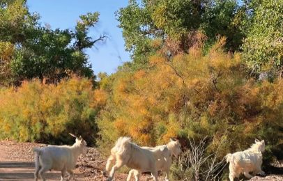 秘秋季最佳观赏时间与额济纳旅行社新葡京额济纳旗胡杨林旅游攻略:揭(图3) 秘秋季最佳观赏时间与额济纳旅行社新葡京额济纳旗胡杨林旅游攻略:揭(图3)