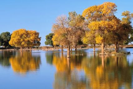 秘秋季最佳观赏时间与额济纳旅行社新葡京额济纳旗胡杨林旅游攻略:揭(图4) 秘秋季最佳观赏时间与额济纳旅行社新葡京额济纳旗胡杨林旅游攻略:揭(图4)