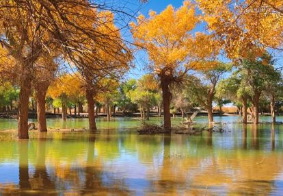 秘秋季最佳观赏时间与额济纳旅行社新葡京额济纳旗胡杨林旅游攻略:揭(图5) 秘秋季最佳观赏时间与额济纳旅行社新葡京额济纳旗胡杨林旅游攻略:揭(图5)